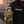 Load image into Gallery viewer, Revenge - Dew Drop - 100mg THC Soda
